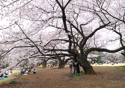 Япония в океане сакуры 2015: Tokyo-Kamakura-Osaka-Himeji-Kyoto-Yoshino-Hikone-гора Fuji