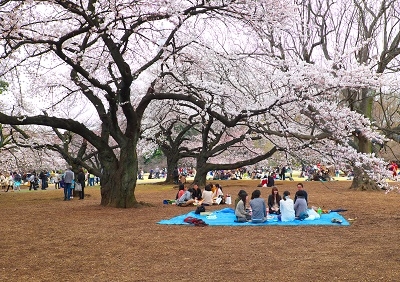 Япония в океане сакуры 2015: Tokyo-Kamakura-Osaka-Himeji-Kyoto-Yoshino-Hikone-гора Fuji