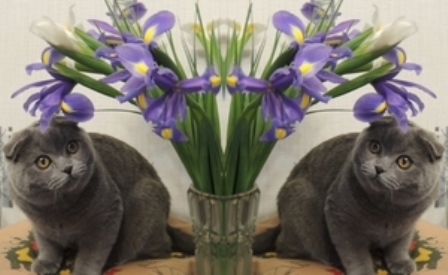 Поговорим о кошках35