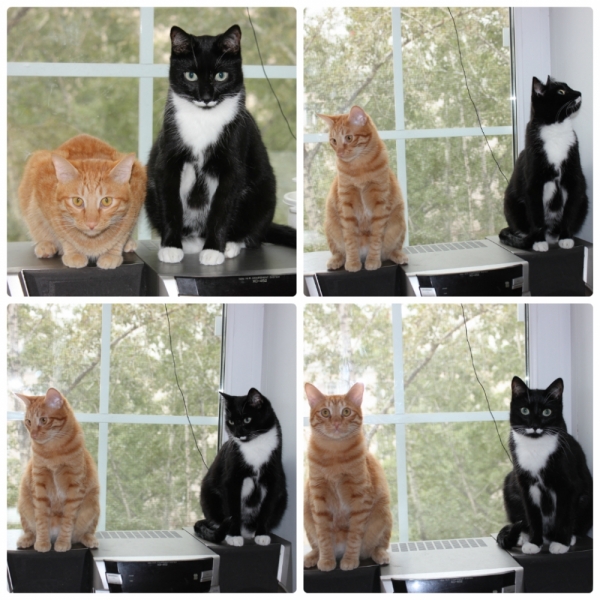 Поговорим о кошках35