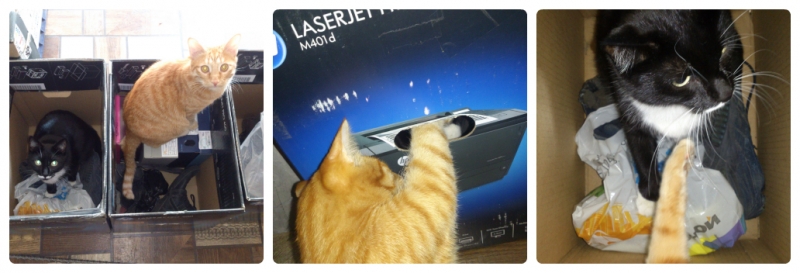 Поговорим о кошках35