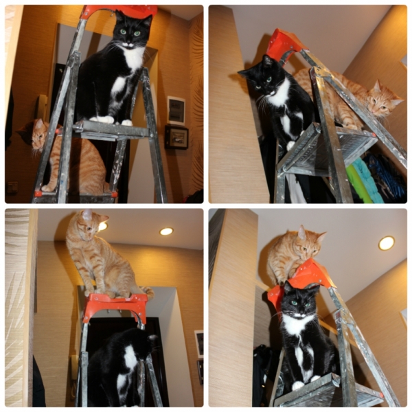 Поговорим о кошках35