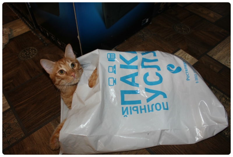 Поговорим о кошках35