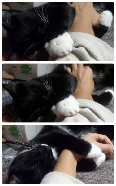 Поговорим о кошках35