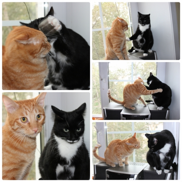 Поговорим о кошках35