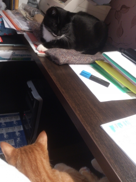 Поговорим о кошках35