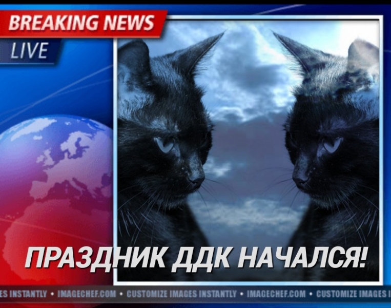 Поговорим о кошках35