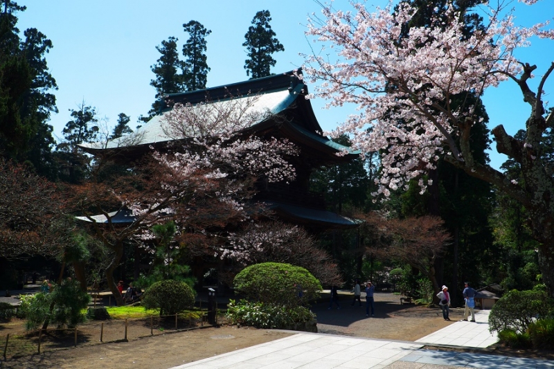 Япония в океане сакуры 2015: Tokyo-Kamakura-Osaka-Himeji-Kyoto-Yoshino-Hikone-гора Fuji