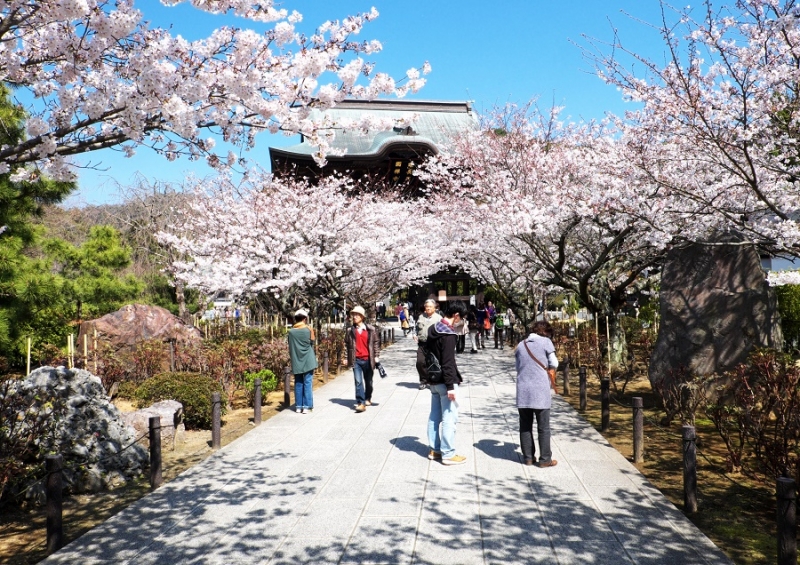 Япония в океане сакуры 2015: Tokyo-Kamakura-Osaka-Himeji-Kyoto-Yoshino-Hikone-гора Fuji