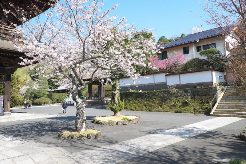 Япония в океане сакуры 2015: Tokyo-Kamakura-Osaka-Himeji-Kyoto-Yoshino-Hikone-гора Fuji