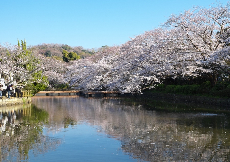 Япония в океане сакуры 2015: Tokyo-Kamakura-Osaka-Himeji-Kyoto-Yoshino-Hikone-гора Fuji