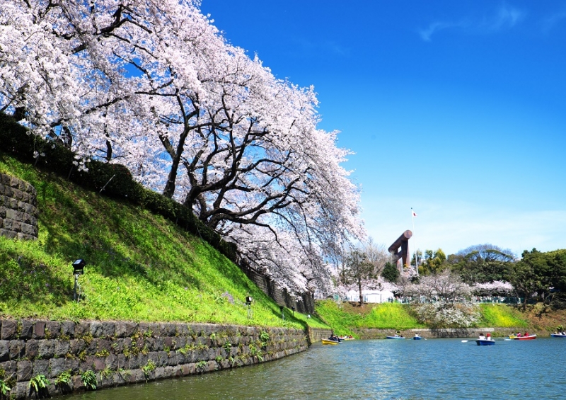 Япония в океане сакуры 2015: Tokyo-Kamakura-Osaka-Himeji-Kyoto-Yoshino-Hikone-гора Fuji