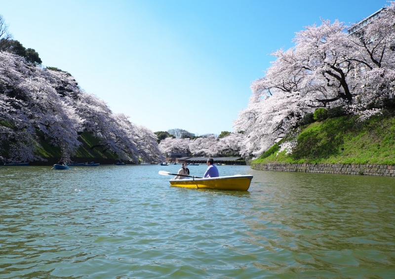 Япония в океане сакуры 2015: Tokyo-Kamakura-Osaka-Himeji-Kyoto-Yoshino-Hikone-гора Fuji