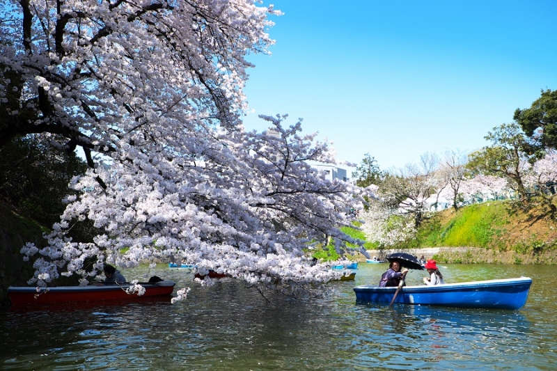 Япония в океане сакуры 2015: Tokyo-Kamakura-Osaka-Himeji-Kyoto-Yoshino-Hikone-гора Fuji