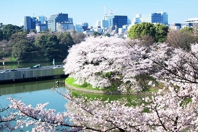 Япония в океане сакуры 2015: Tokyo-Kamakura-Osaka-Himeji-Kyoto-Yoshino-Hikone-гора Fuji