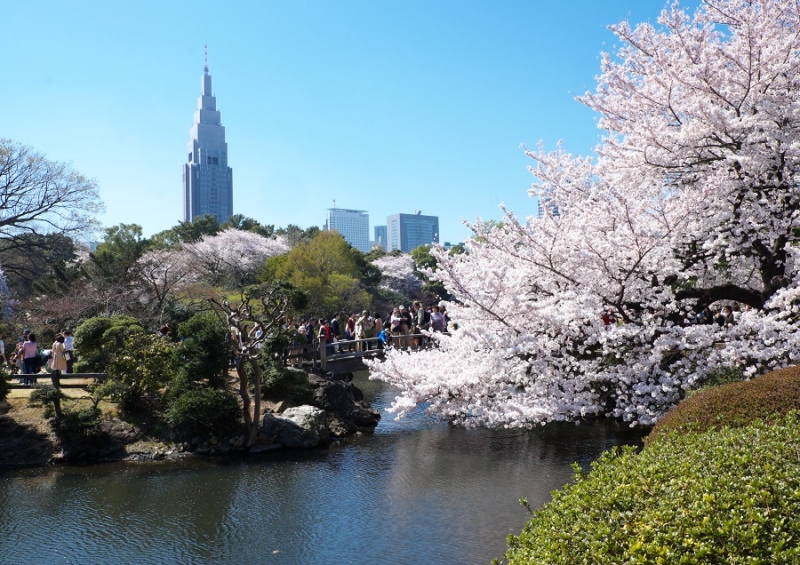 Япония в океане сакуры 2015: Tokyo-Kamakura-Osaka-Himeji-Kyoto-Yoshino-Hikone-гора Fuji