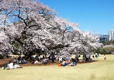 Япония в океане сакуры 2015: Tokyo-Kamakura-Osaka-Himeji-Kyoto-Yoshino-Hikone-гора Fuji