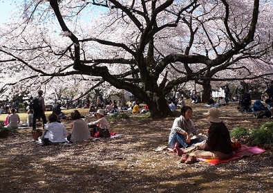 Япония в океане сакуры 2015: Tokyo-Kamakura-Osaka-Himeji-Kyoto-Yoshino-Hikone-гора Fuji