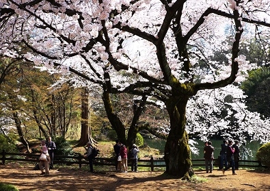 Япония в океане сакуры 2015: Tokyo-Kamakura-Osaka-Himeji-Kyoto-Yoshino-Hikone-гора Fuji