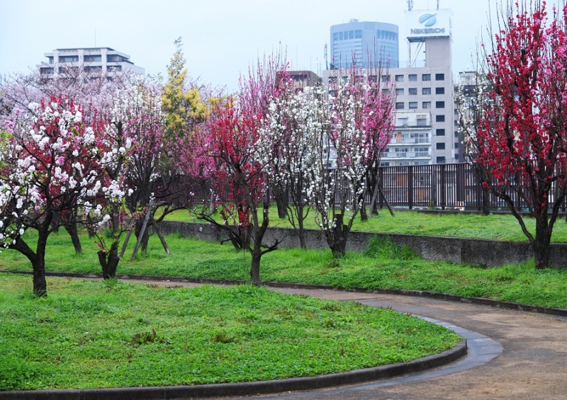 Япония в океане сакуры 2015: Tokyo-Kamakura-Osaka-Himeji-Kyoto-Yoshino-Hikone-гора Fuji