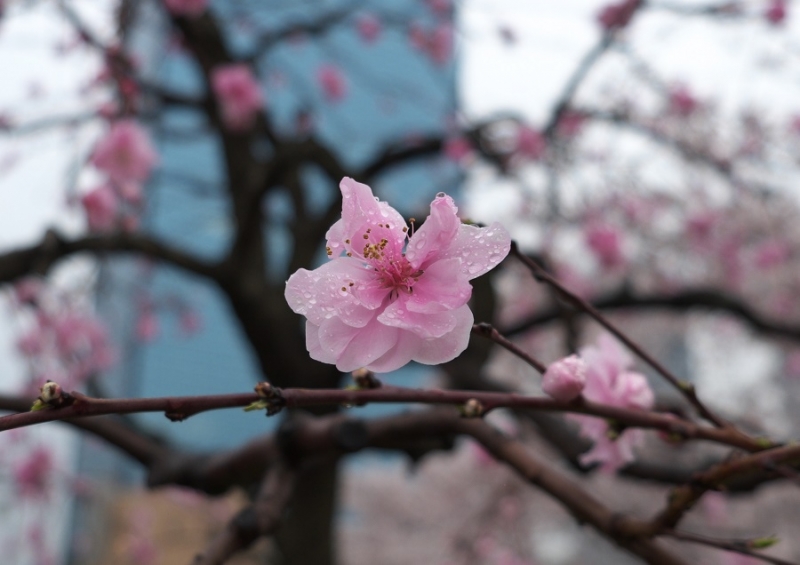 Япония в океане сакуры 2015: Tokyo-Kamakura-Osaka-Himeji-Kyoto-Yoshino-Hikone-гора Fuji