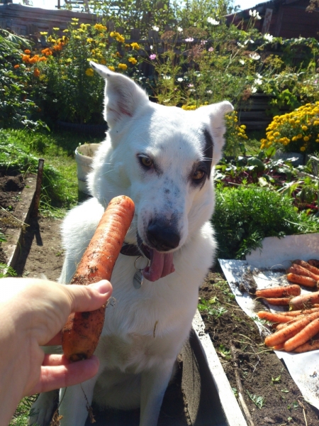 Поговорим о кошках35