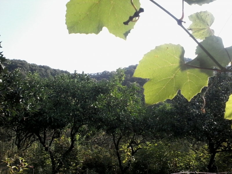 12 дней в Абхазии (Лдзаа, Пицунда, Гагра, Гудаута, Лыхны, Новый Афон, Сухум)