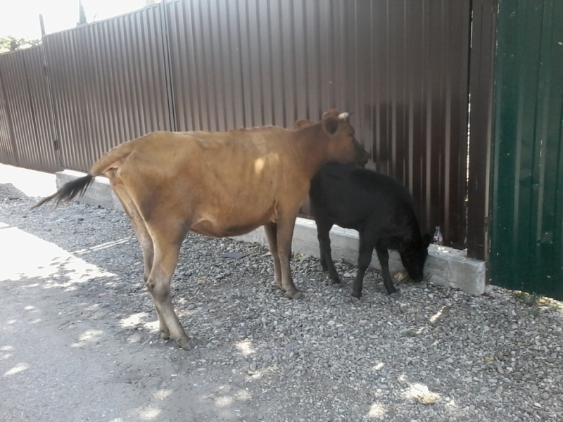 12 дней в Абхазии (Лдзаа, Пицунда, Гагра, Гудаута, Лыхны, Новый Афон, Сухум)