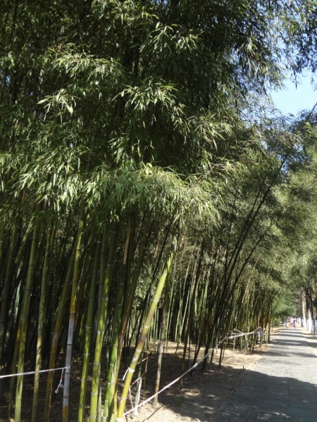 12 дней в Абхазии (Лдзаа, Пицунда, Гагра, Гудаута, Лыхны, Новый Афон, Сухум)