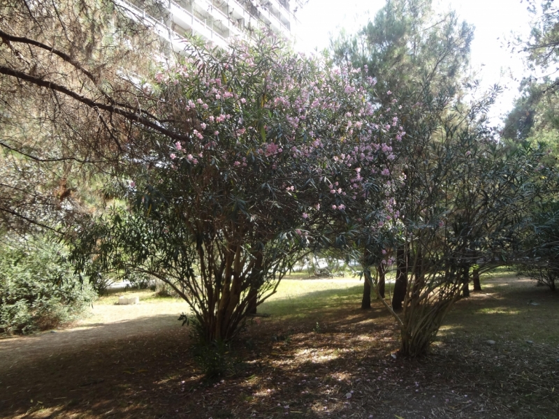 12 дней в Абхазии (Лдзаа, Пицунда, Гагра, Гудаута, Лыхны, Новый Афон, Сухум)