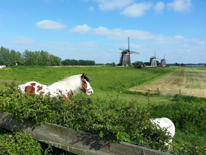 Нидерланды (Keukenhof, Rotterdam, Amsterdam, Delft, Den Haag и еще) + Бавария май 2015