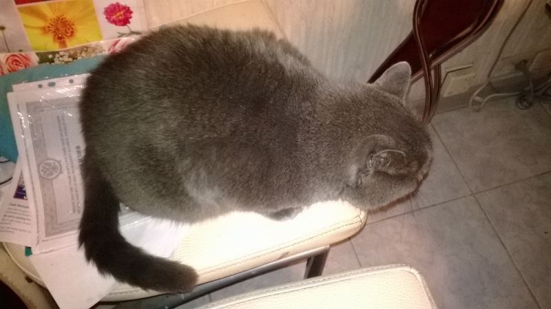 Поговорим о кошках35