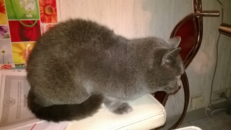 Поговорим о кошках35