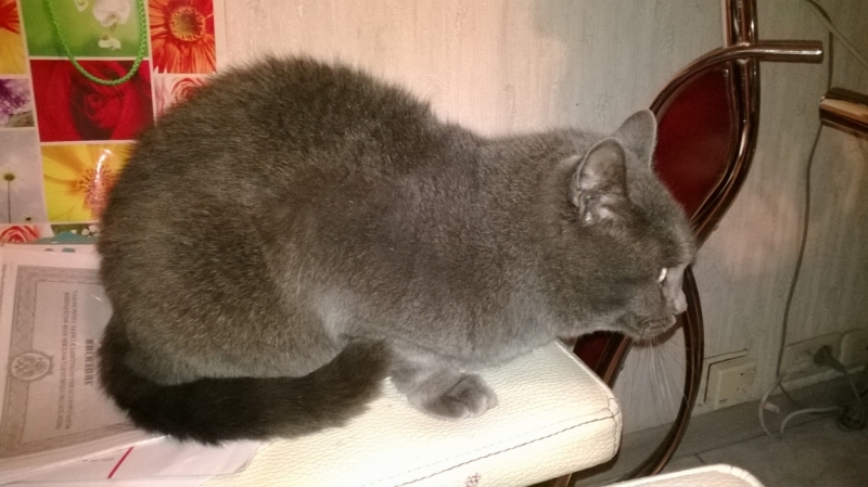 Поговорим о кошках35