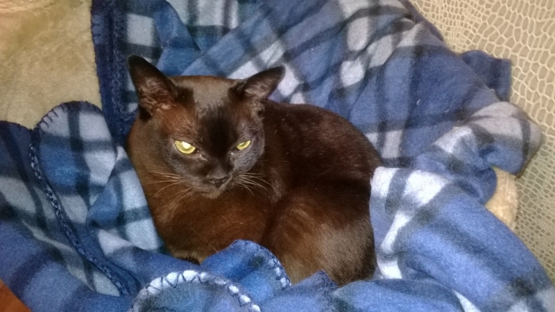 Поговорим о кошках35