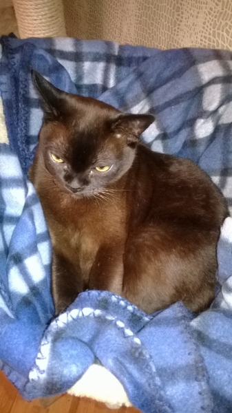 Поговорим о кошках35