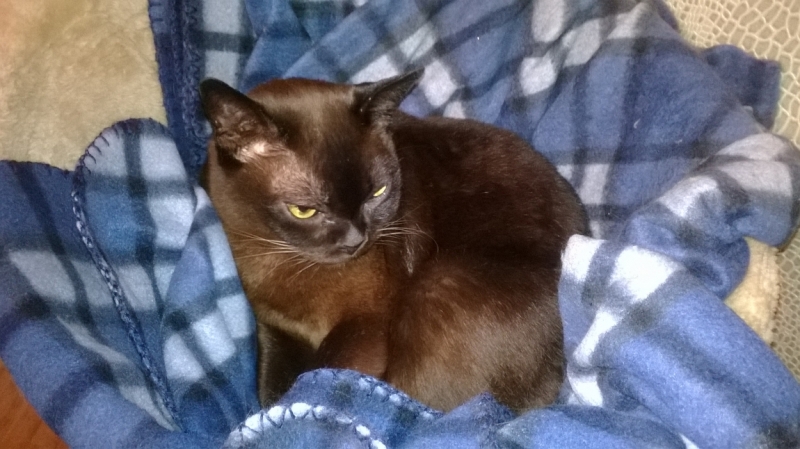 Поговорим о кошках35