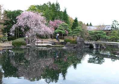 Япония в океане сакуры 2015: Tokyo-Kamakura-Osaka-Himeji-Kyoto-Yoshino-Hikone-гора Fuji