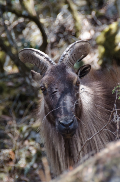 EBC трек март-апрель 2015