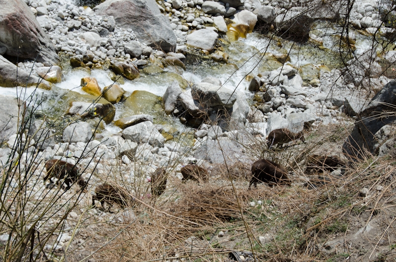 EBC трек март-апрель 2015