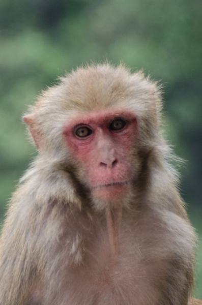 EBC трек март-апрель 2015