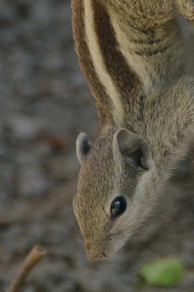 EBC трек март-апрель 2015