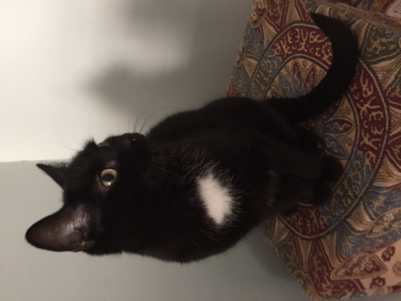 Поговорим о кошках35