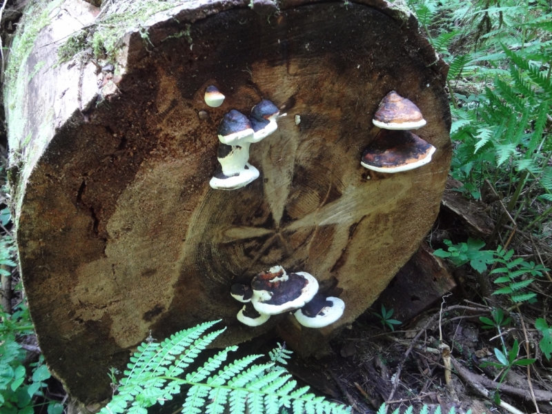 12 дней в Абхазии (Лдзаа, Пицунда, Гагра, Гудаута, Лыхны, Новый Афон, Сухум)