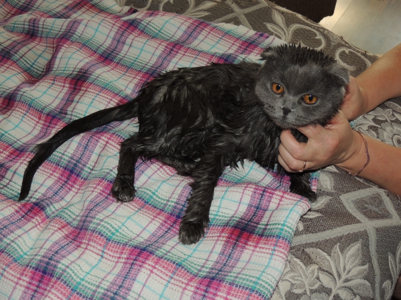 Поговорим о кошках35