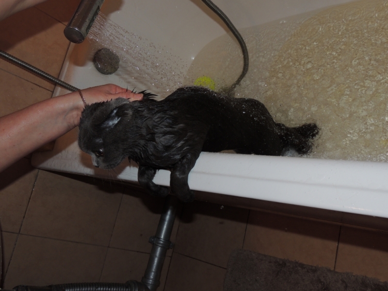 Поговорим о кошках35