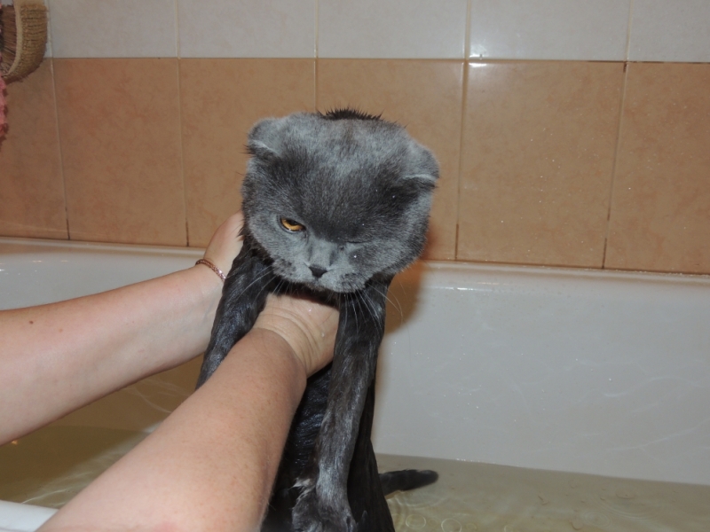 Поговорим о кошках35