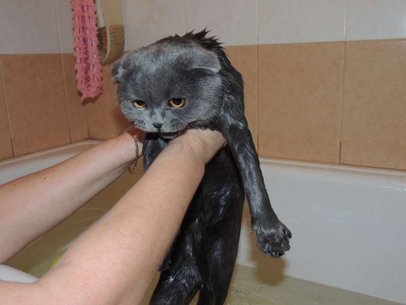 Поговорим о кошках35