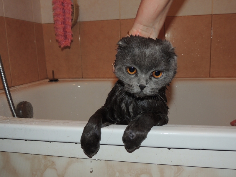 Поговорим о кошках35