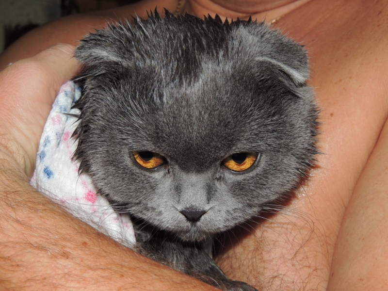 Поговорим о кошках35